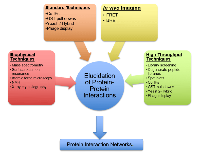How To Identify Protein Protein Interactions Supreme Info About How To Detect Protein Interactions - Feeloperation